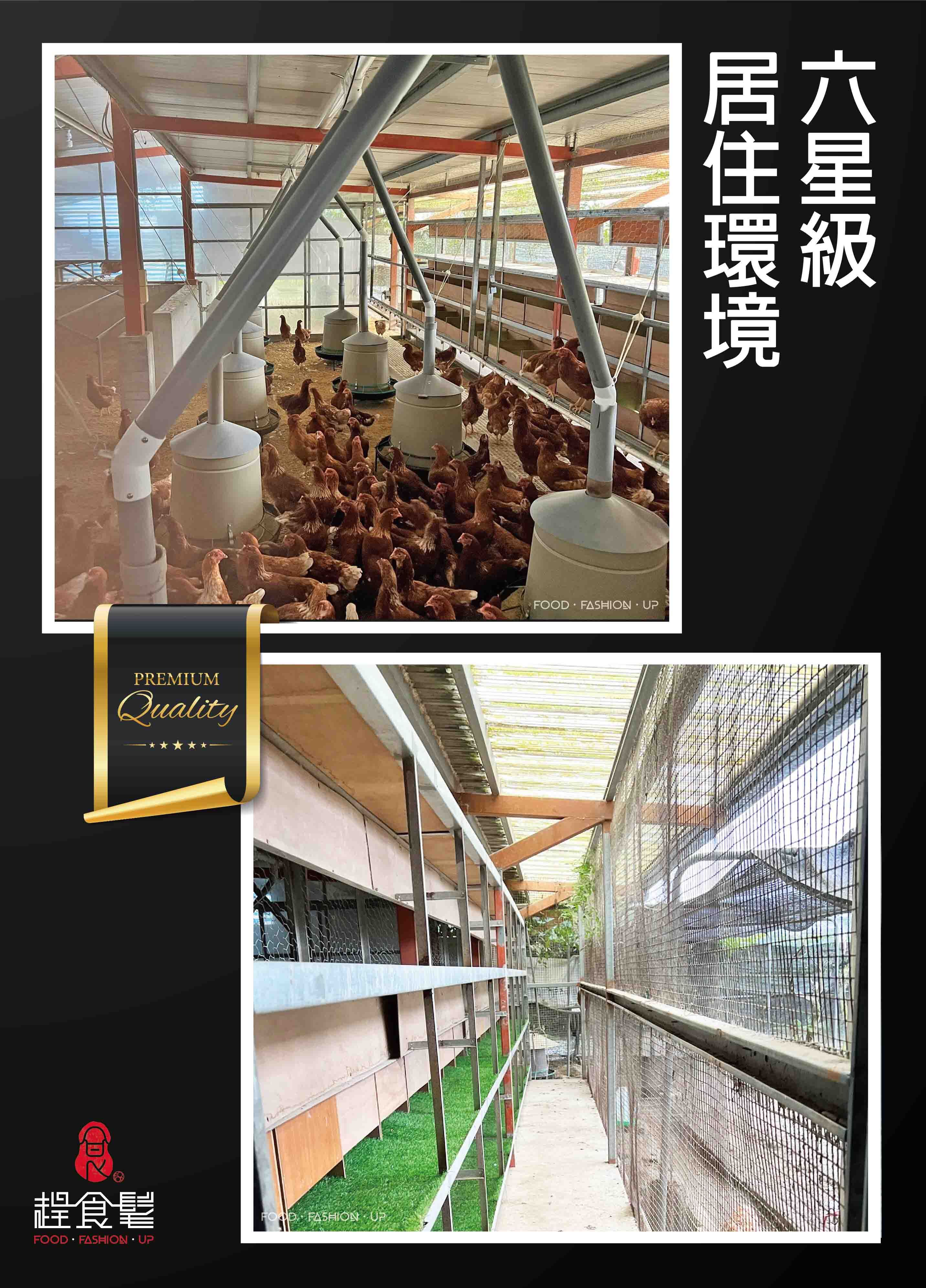 來自花蓮六星級雞舍的有機蛋_振羽ZHENYU有機蛋_趕食髦