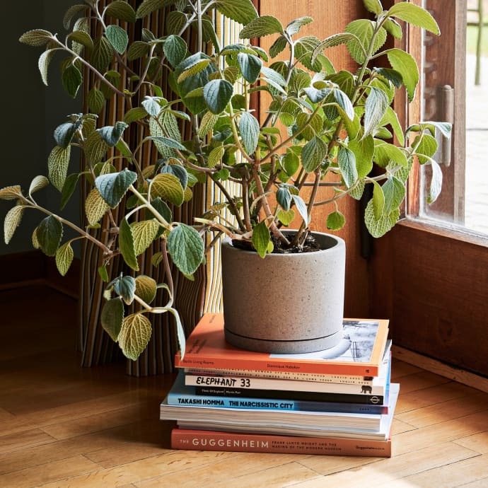 Plant Pot with Saucer / 花盆-灰