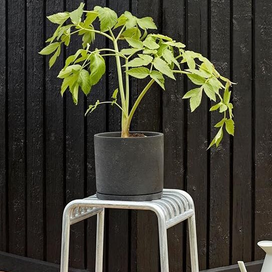 Plant Pot with Saucer / 花盆-黑