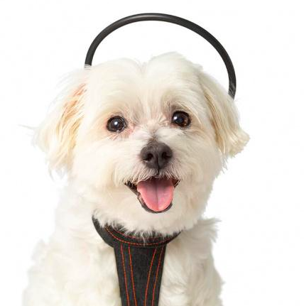 Assisi - Calmer Canine 狗狗抗焦慮治療儀