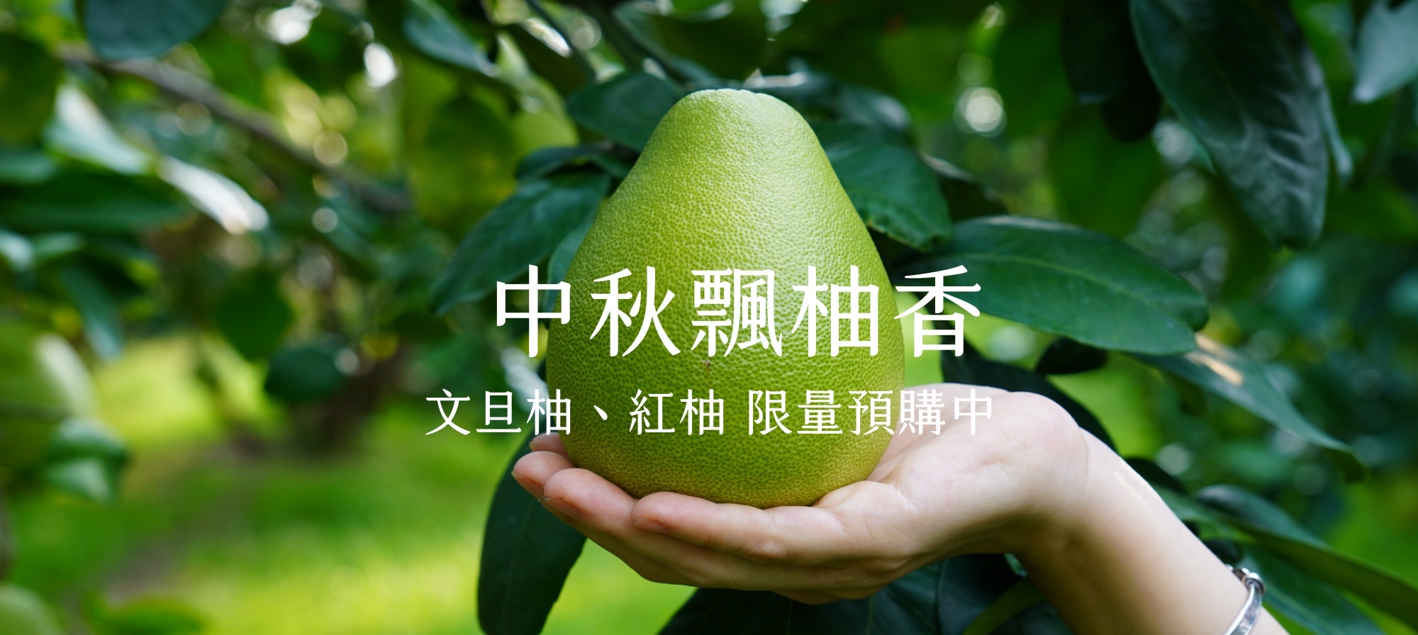 文旦