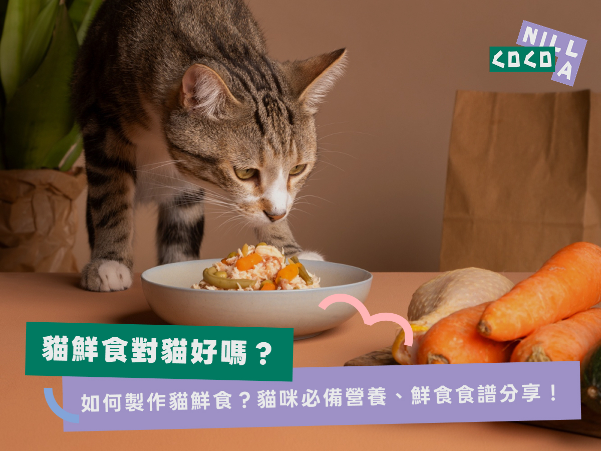 貓鮮食對貓好嗎？如何製作貓鮮食？貓咪必備營養、鮮食食譜分享！