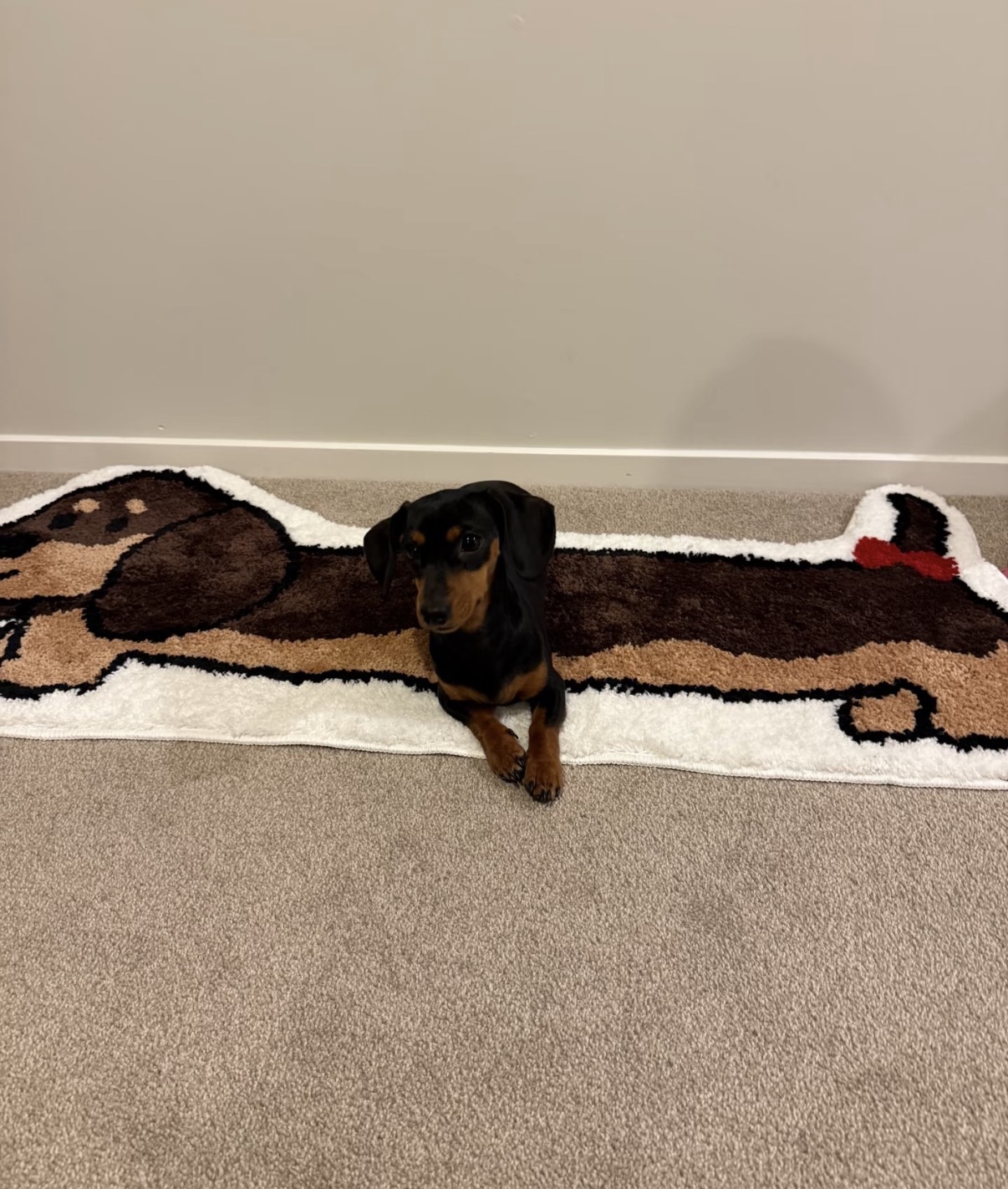 <再次呼叫臘腸控🐶> 可愛臘腸狗地毯  吸水 加厚 防滑 45x120CM