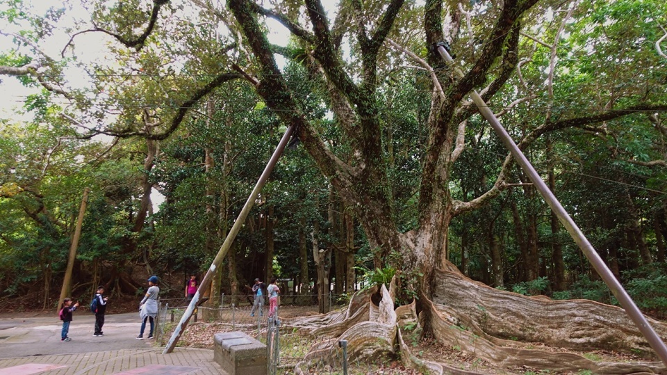 約 400 年樹齡的銀葉樹是墾丁國家森林遊樂區必看景點。