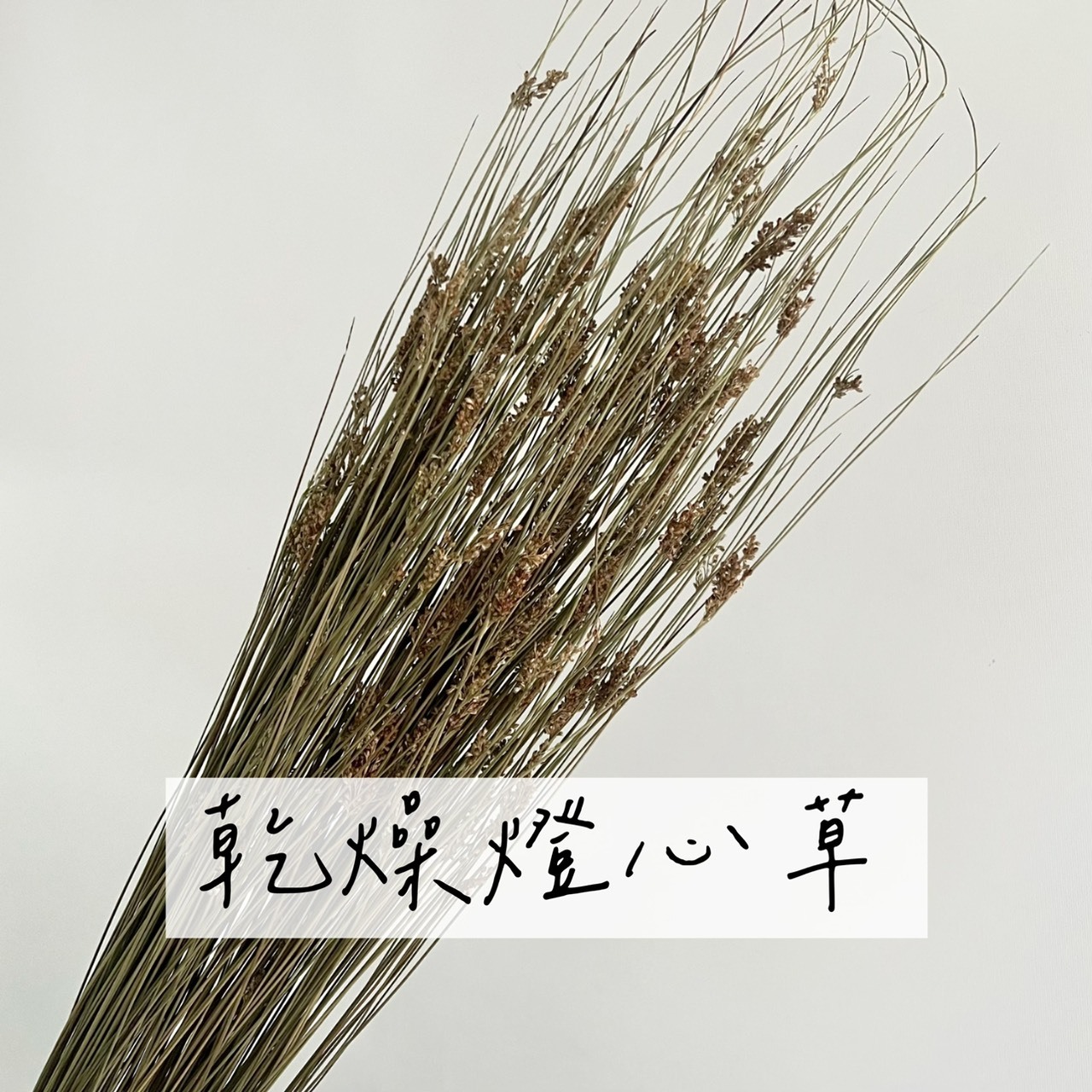 乾燥燈芯草
