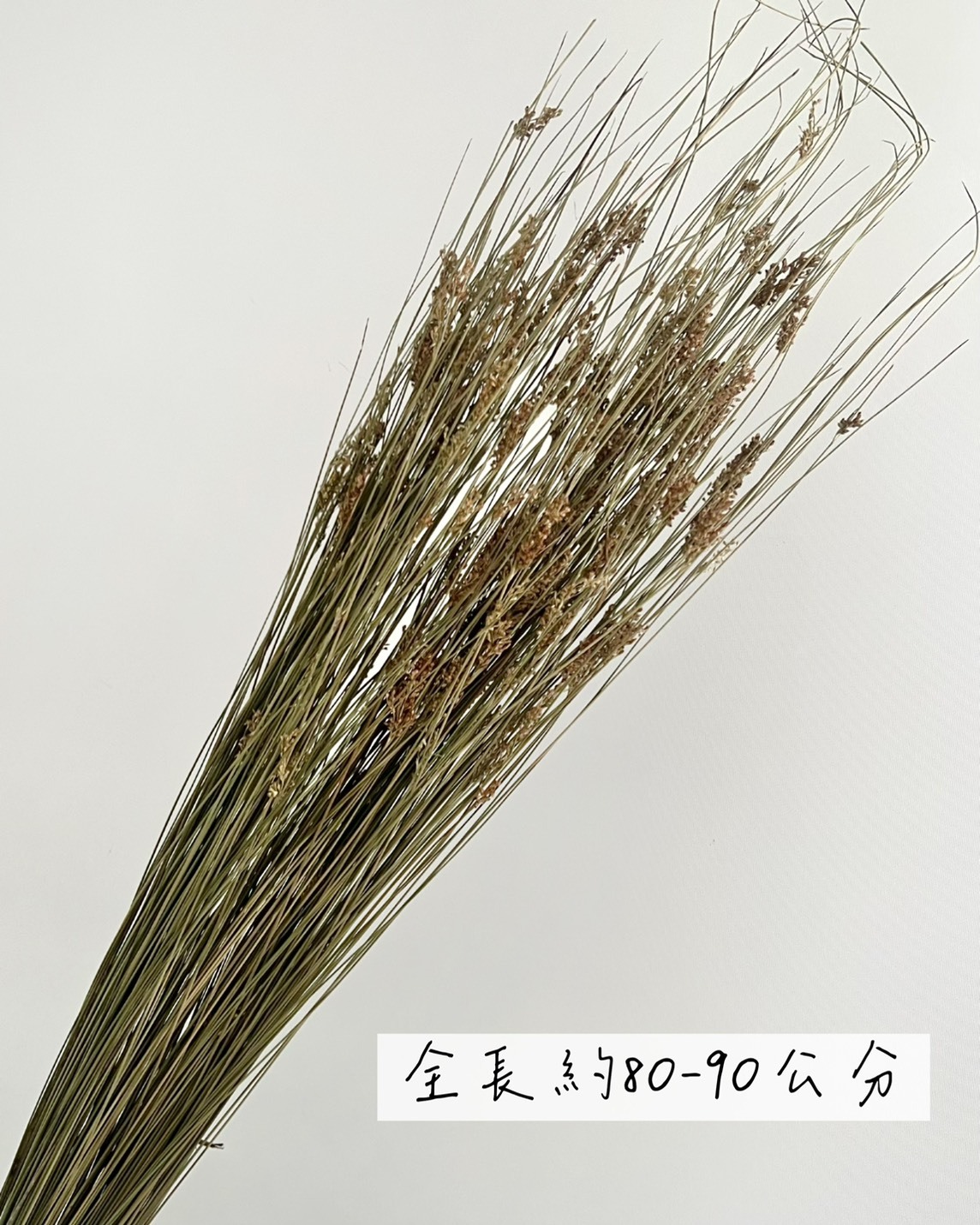 乾燥燈芯草