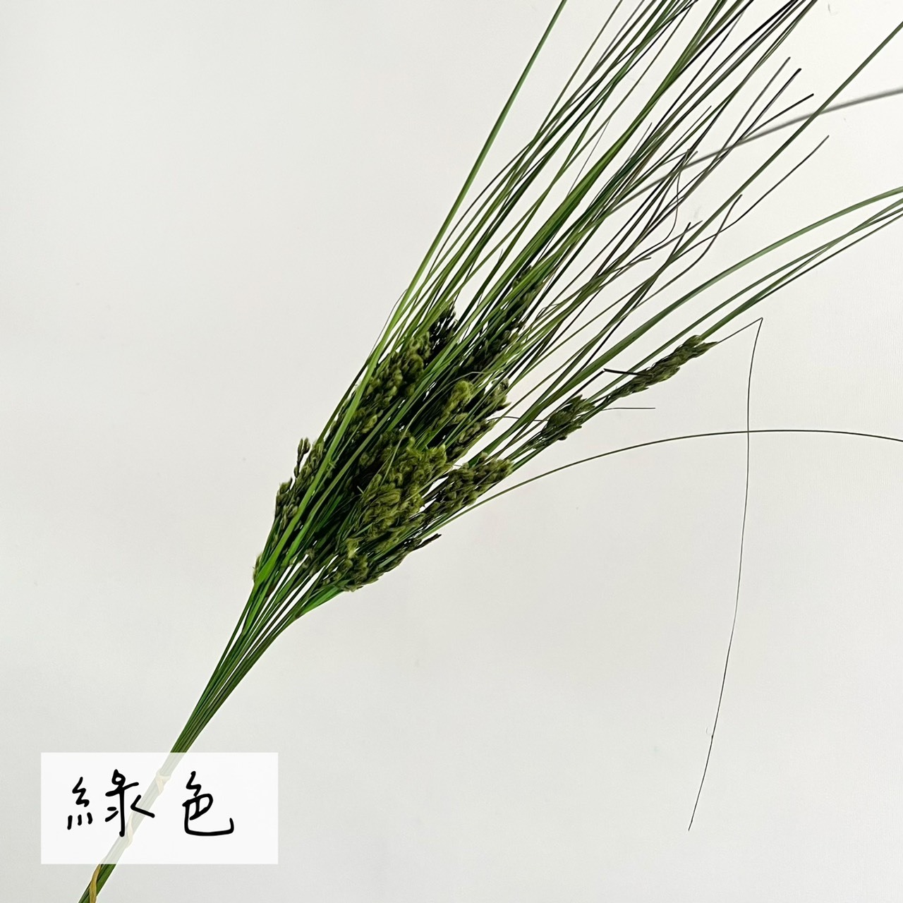 山茅草