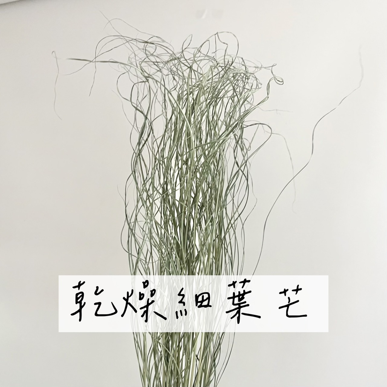 乾燥細葉芒