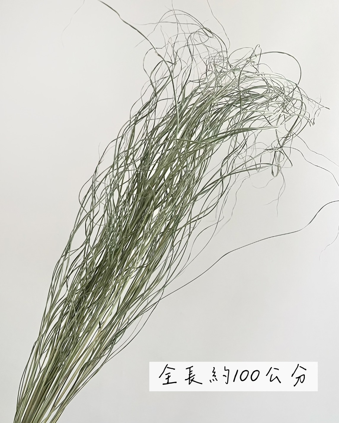 乾燥細葉芒