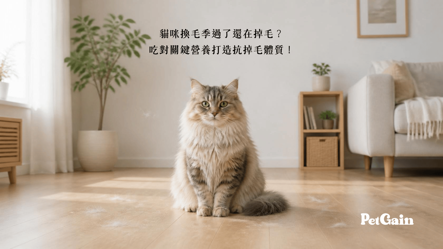 貓咪換毛季過了還在掉毛？吃對關鍵營養打造抗掉毛體質！