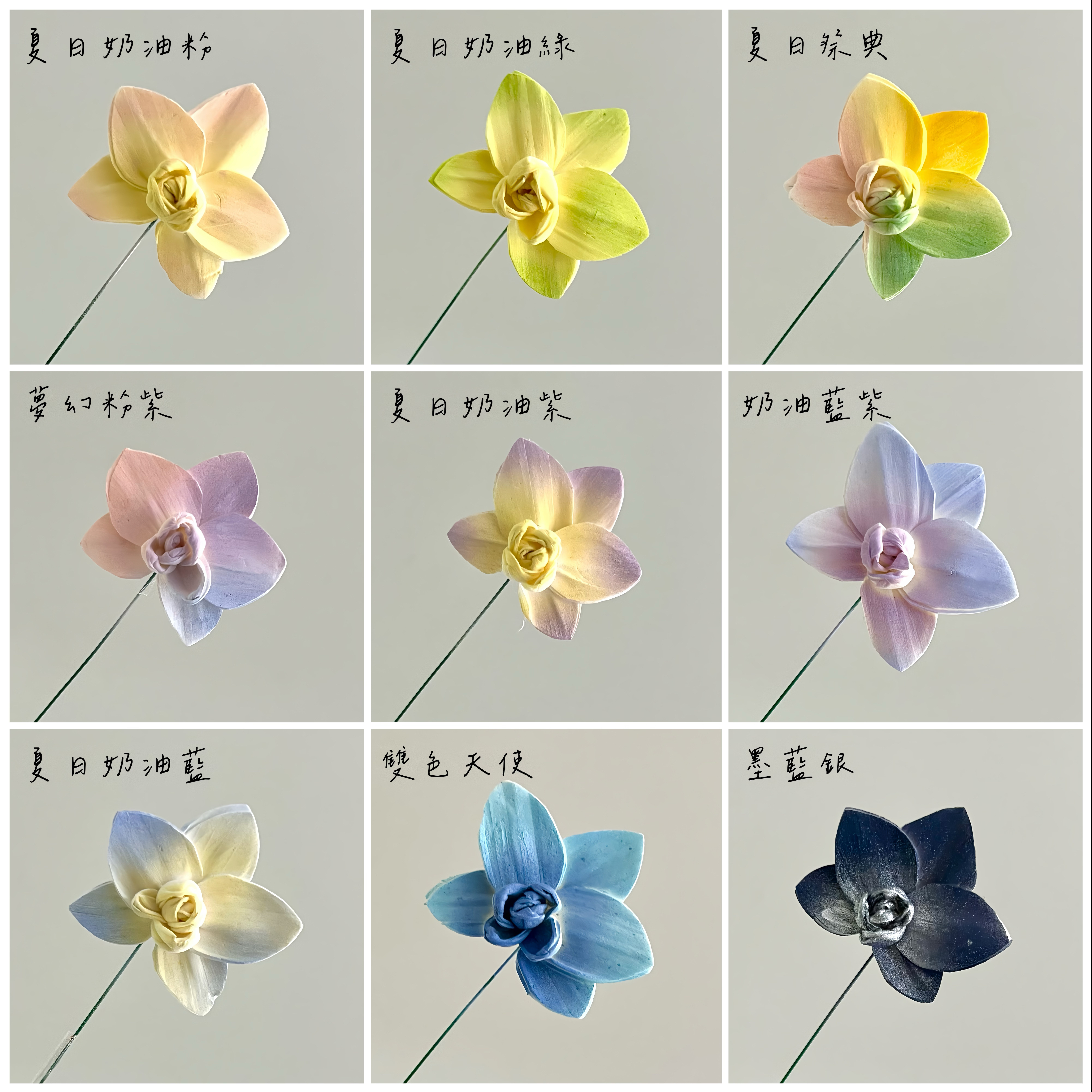 越南索拉花 蝴蝶蘭 6CM<十支一把>