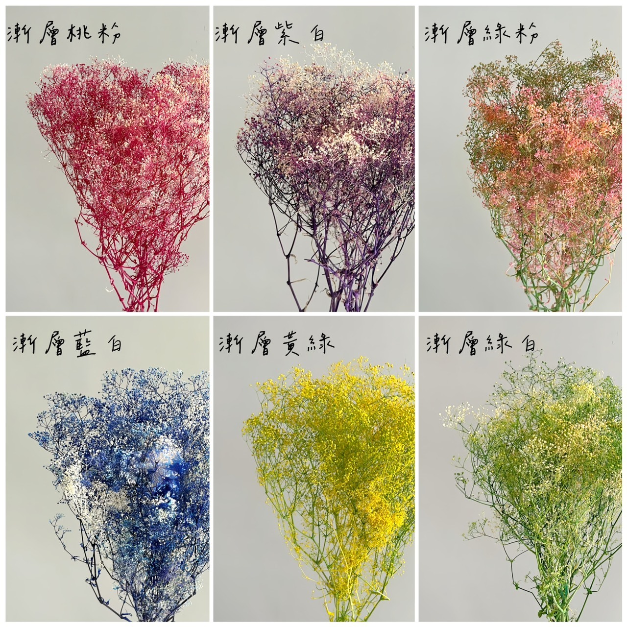 不凋漸層迷你滿天星