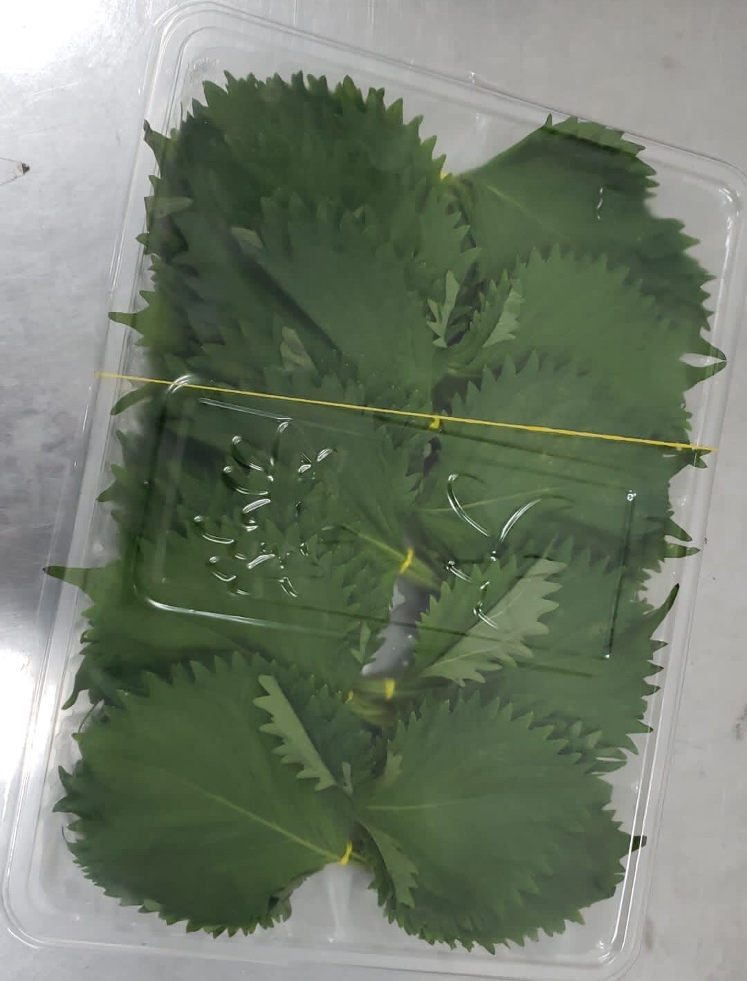 大葉(紫蘇葉)