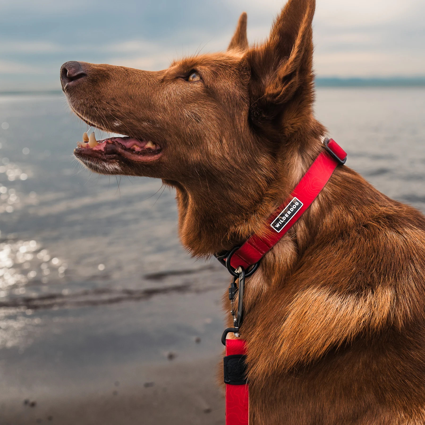 Wilderdog｜WATERPROOF 防水項圈（RED）