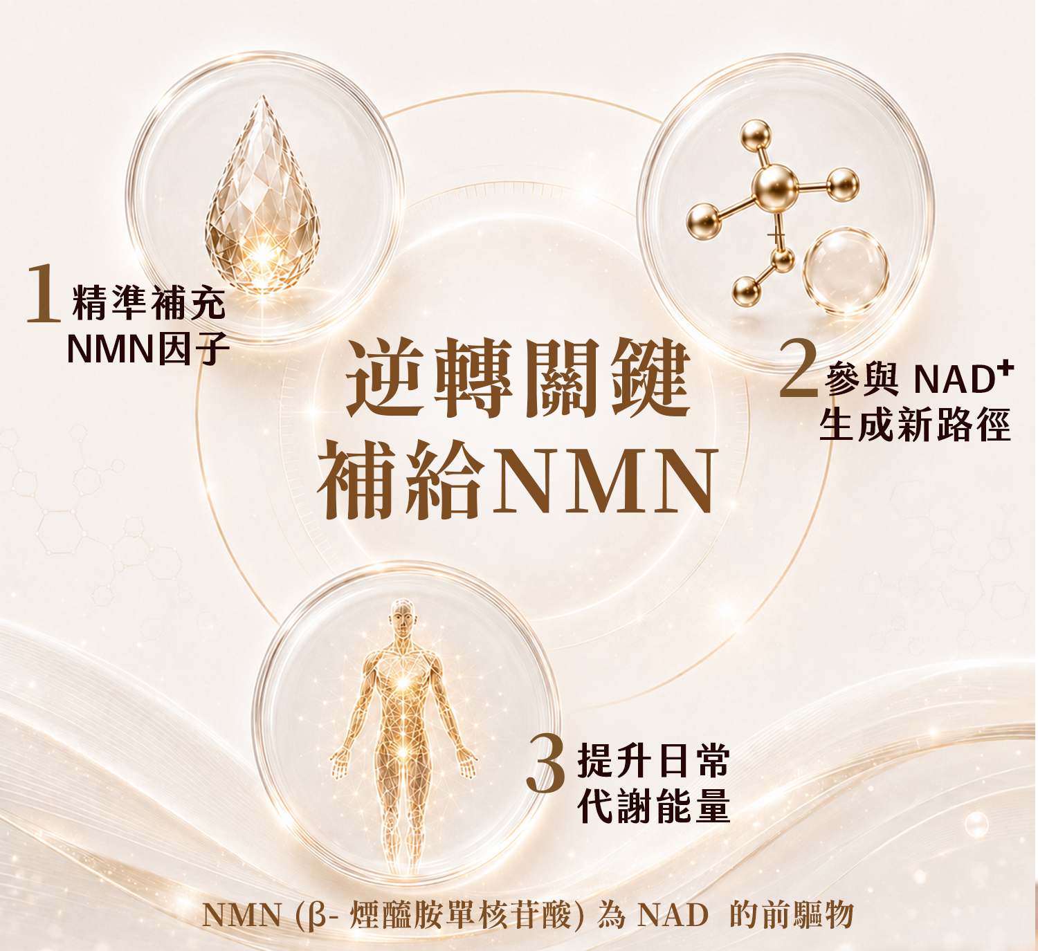 針對熟齡代謝下降與高壓疲勞問題，SASANA NMN 益生菌提供的全方位體質調理方案