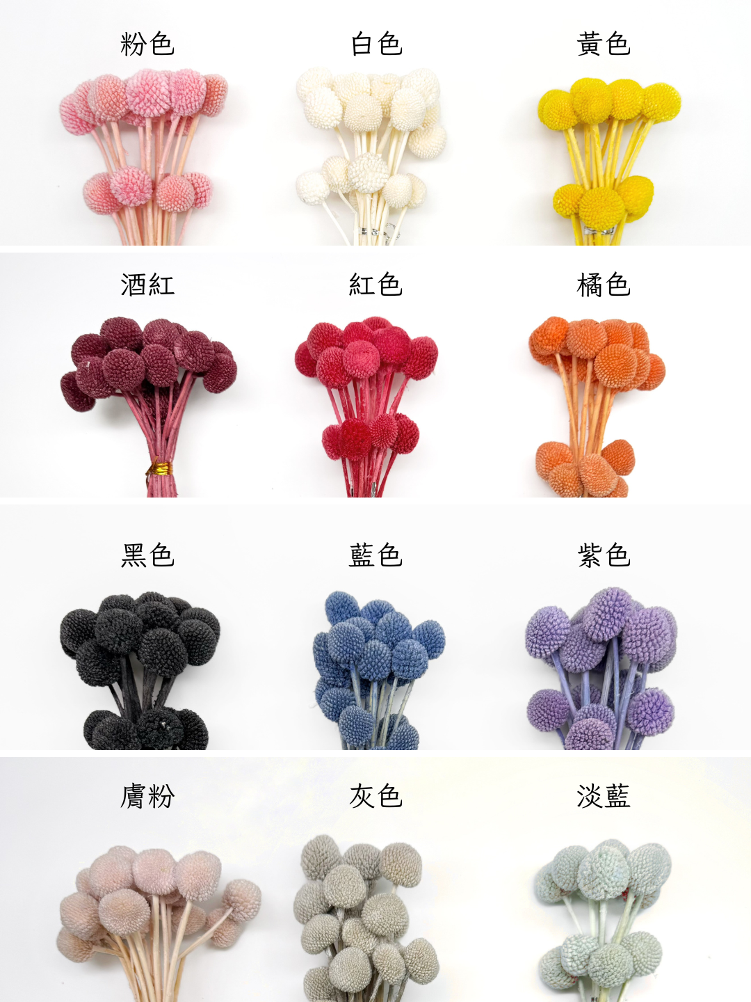 永生金仗球