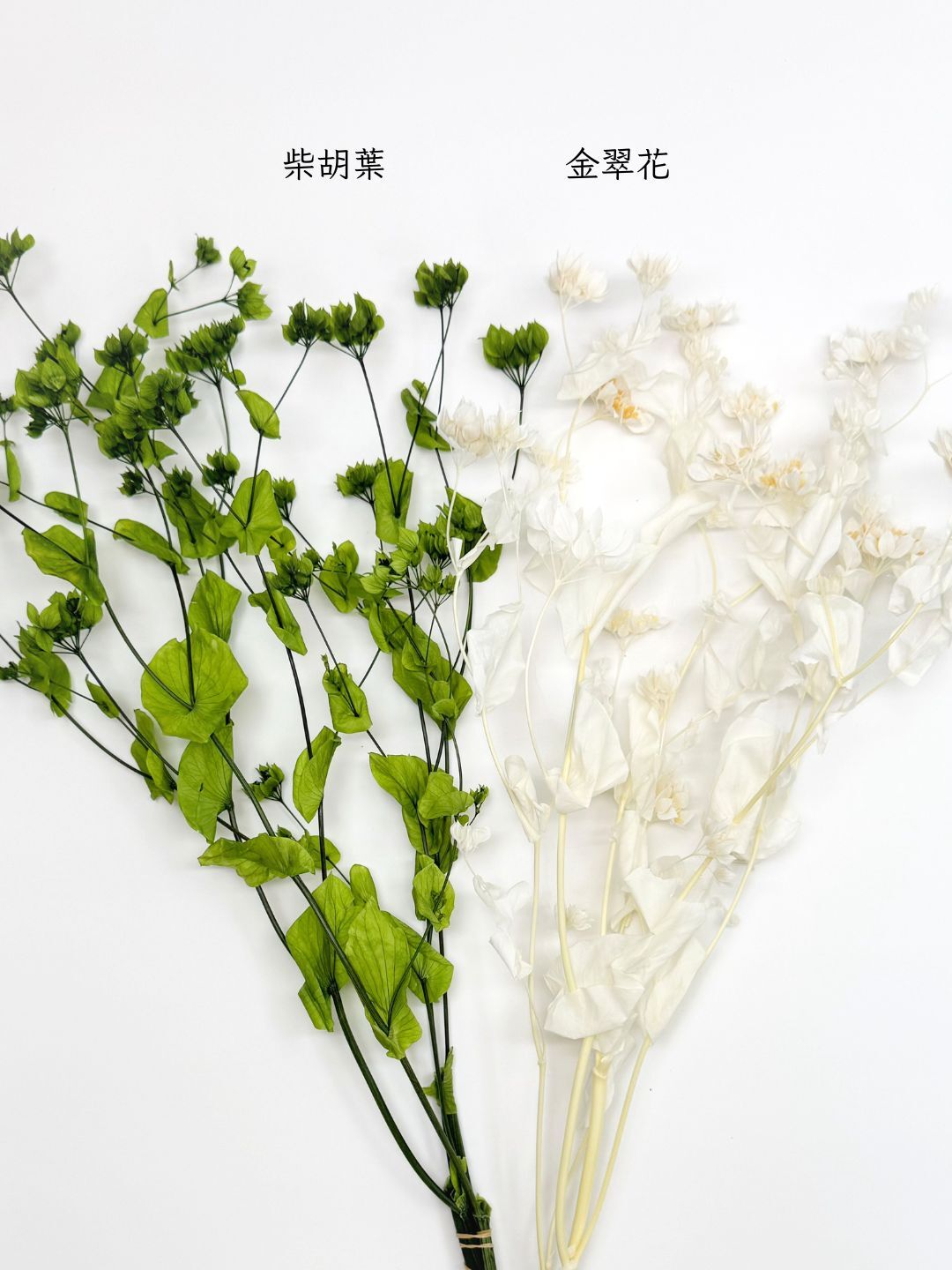 日本永生金翠花/柴胡葉