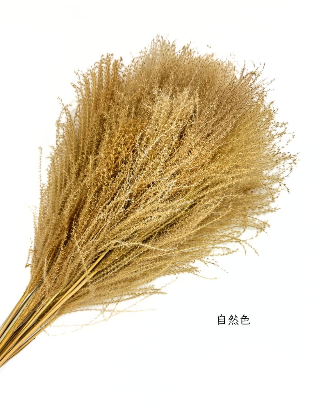 乾燥芒草