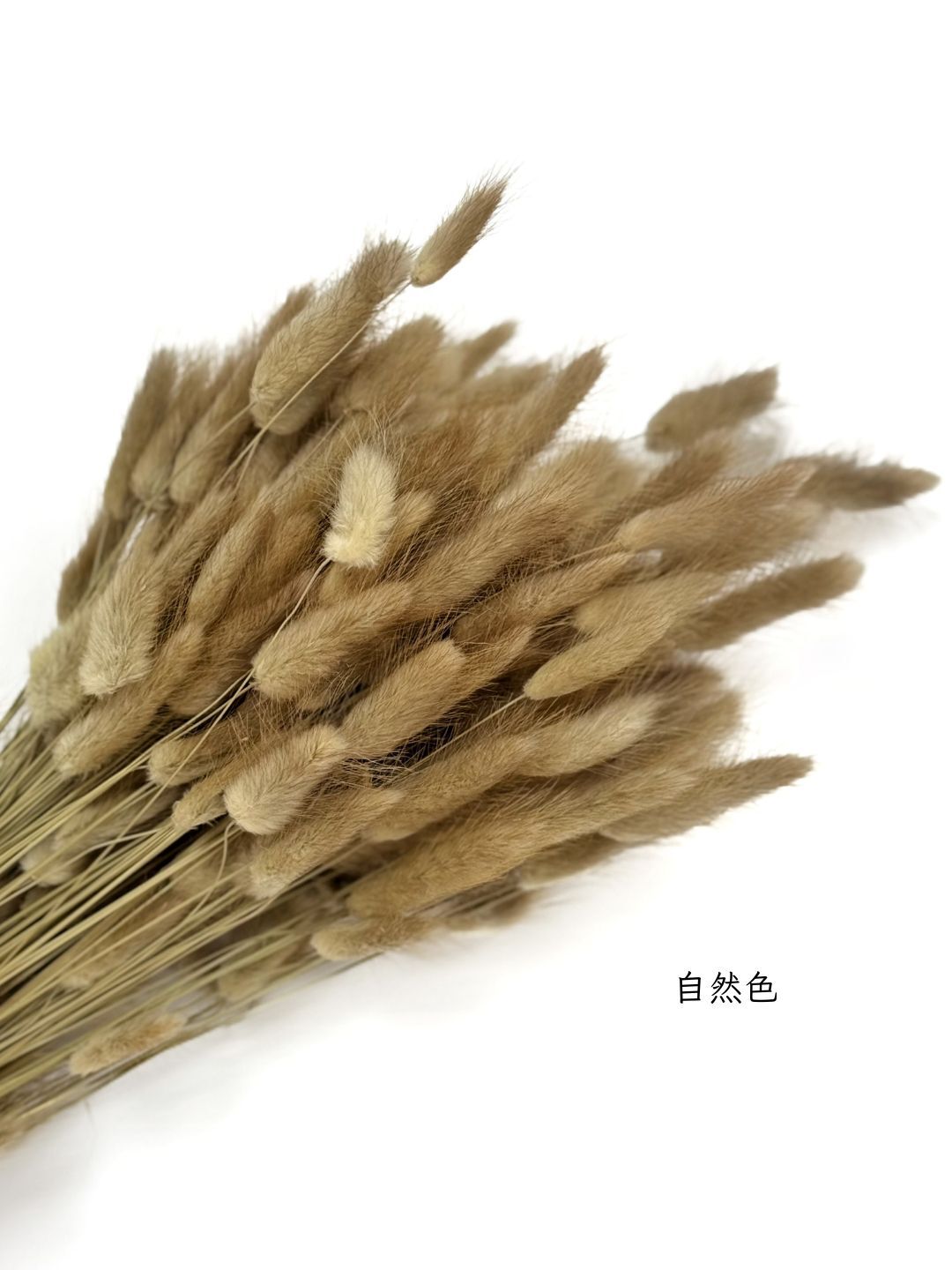 義大利乾燥兔尾草
