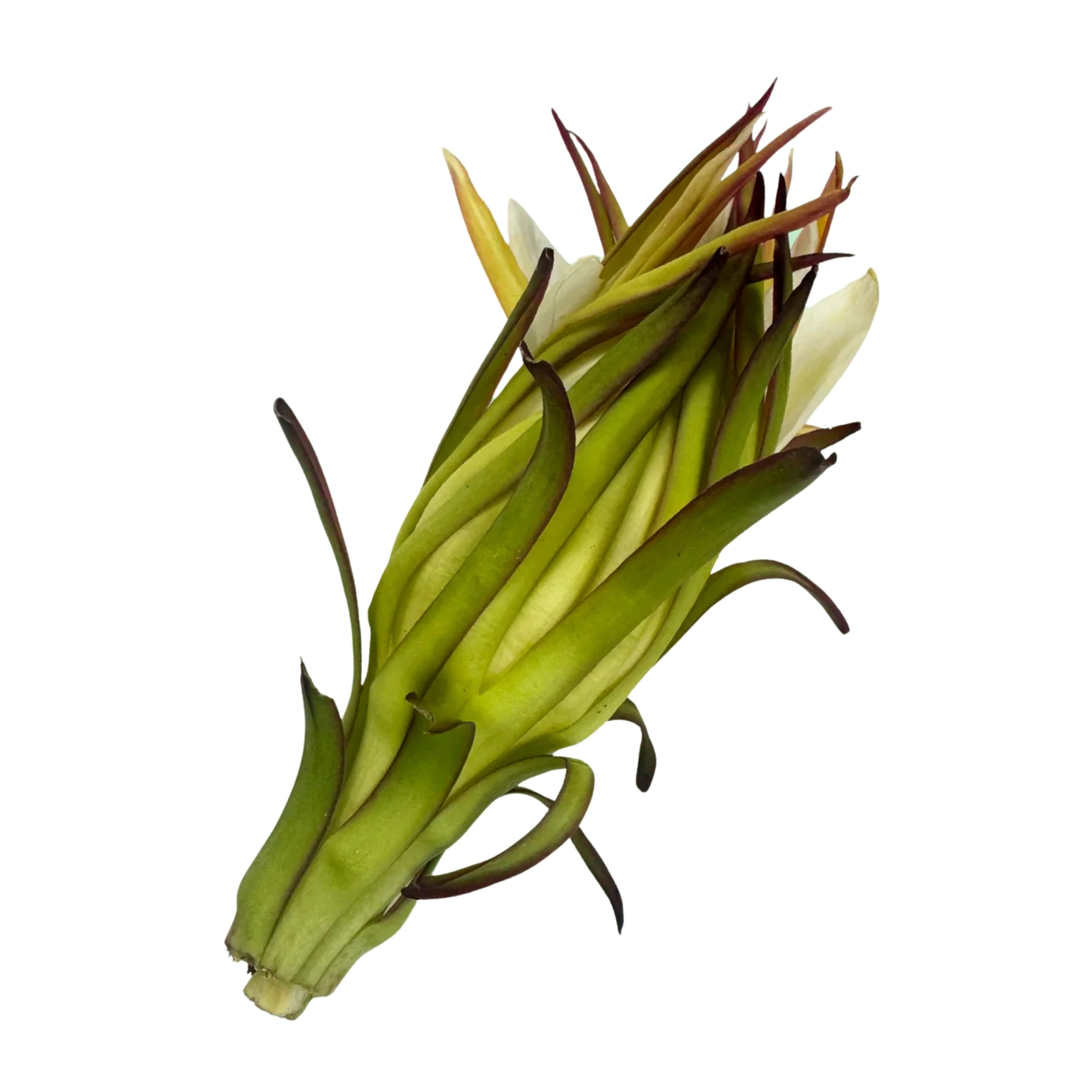 本地有機霸王花 (火龍果花)