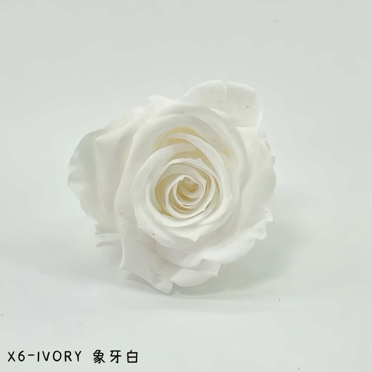 哥倫比亞 VERMEILLE-INES(X6朵) 象牙白