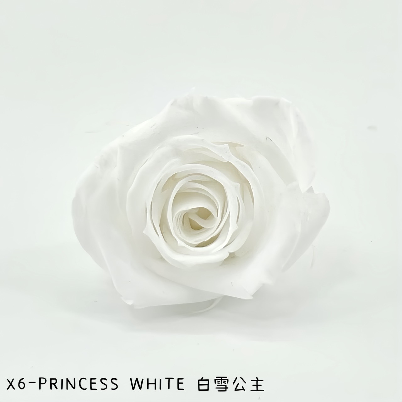 哥倫比亞 VERMEILLE-INES(X6朵) 白雪公主