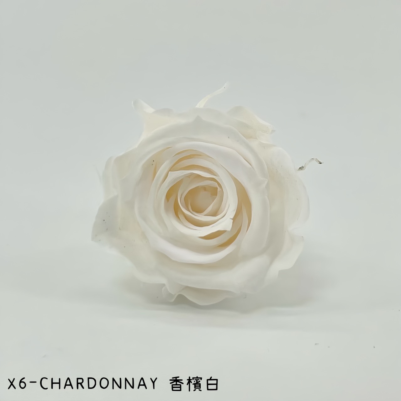 哥倫比亞 VERMEILLE-INES(X6朵) 香檳白