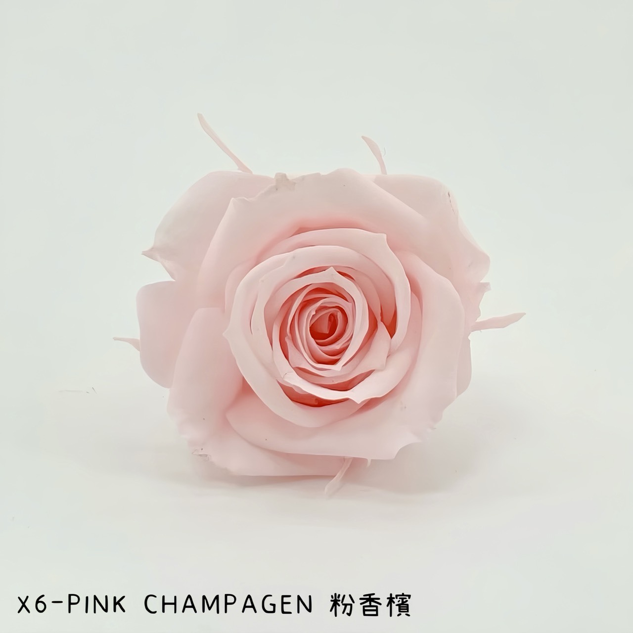哥倫比亞 VERMEILLE-INES(X6朵) 粉香檳