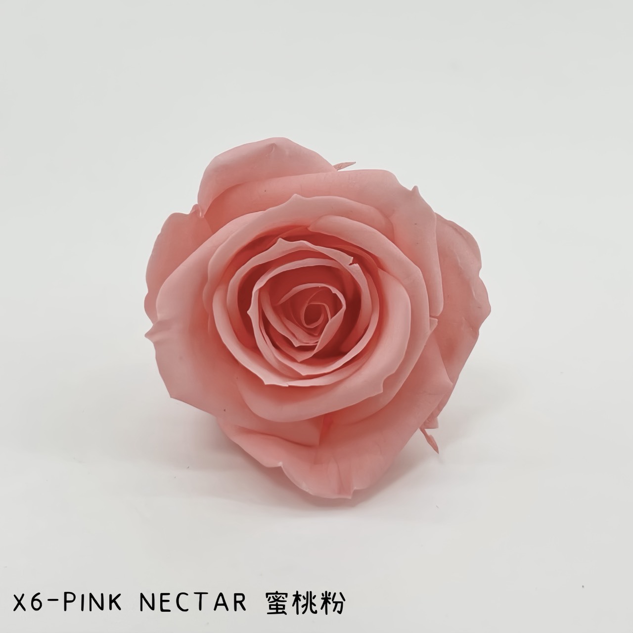 哥倫比亞 VERMEILLE-INES(X6朵) 蜜桃粉