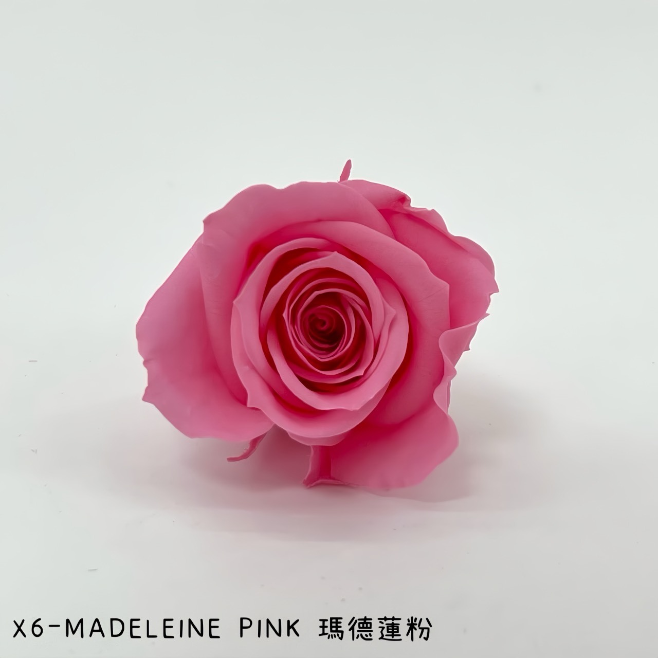 哥倫比亞 VERMEILLE-INES(X6朵) 瑪德蓮粉