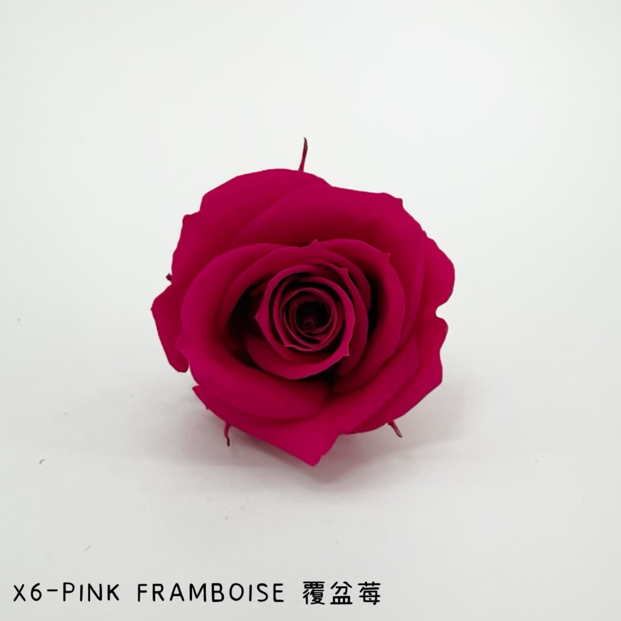 哥倫比亞 VERMEILLE-INES(X6朵) 覆盆莓