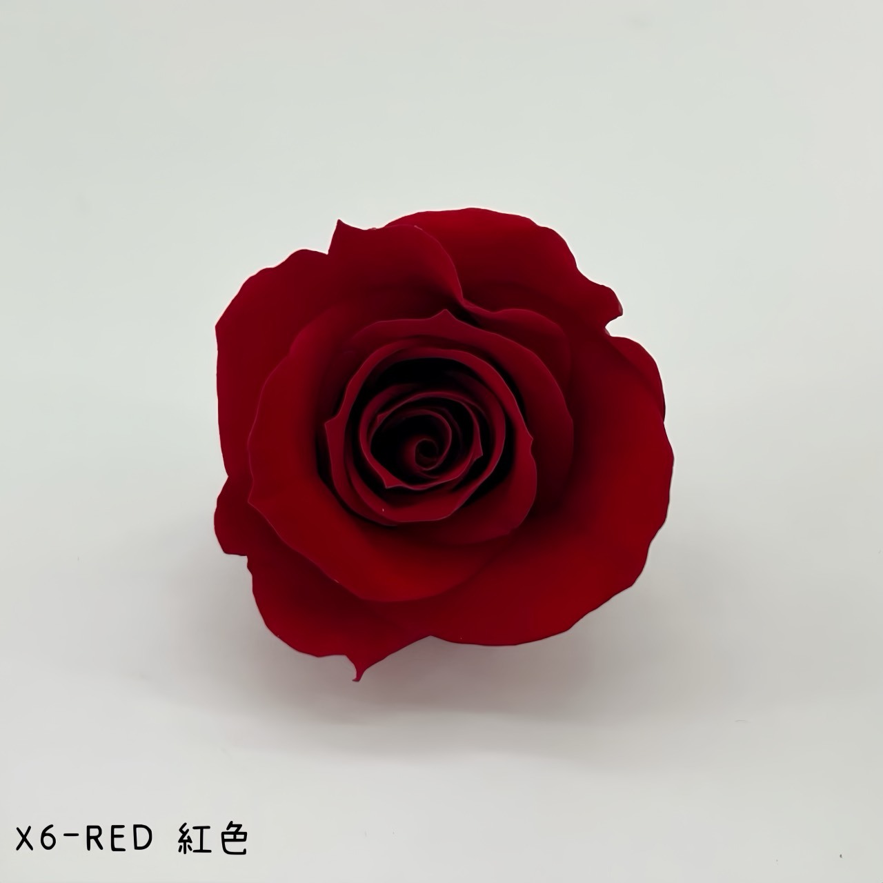 哥倫比亞 VERMEILLE-INES(X6朵) 紅色