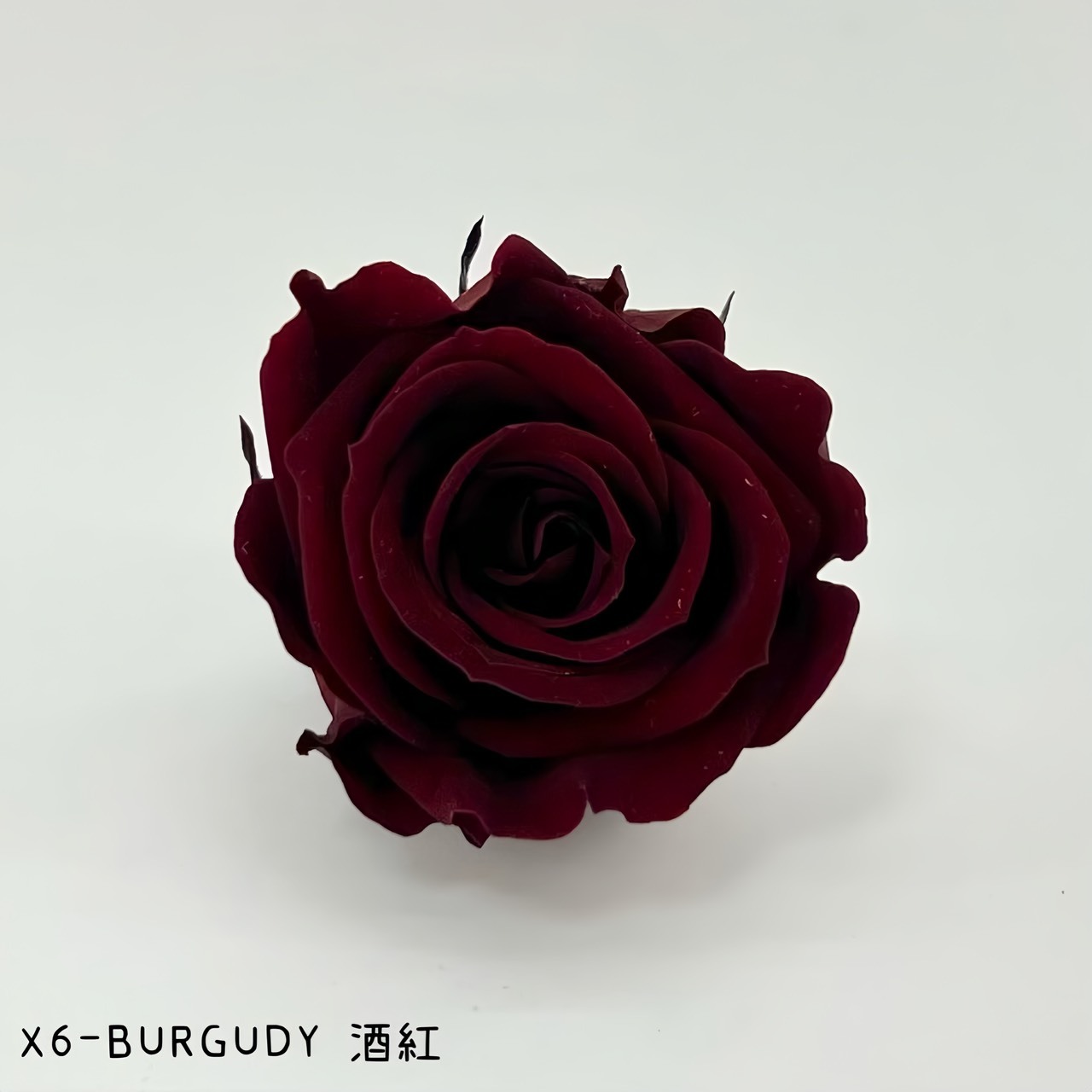哥倫比亞 VERMEILLE-INES(X6朵) 酒紅