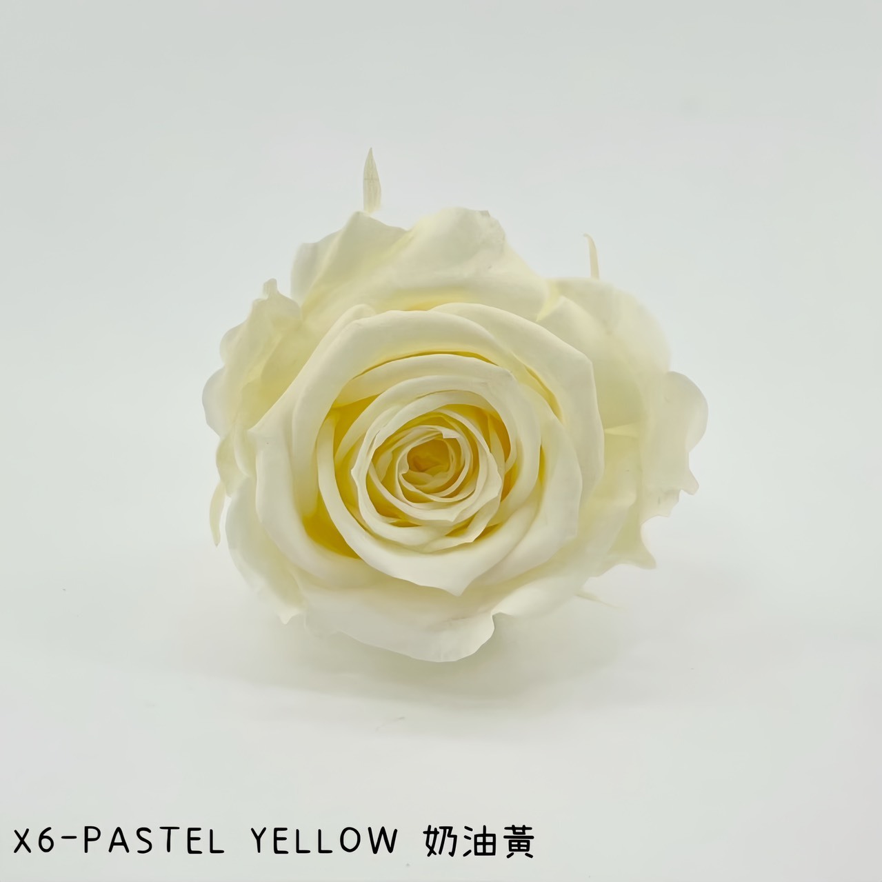 哥倫比亞 VERMEILLE-INES(X6朵) 奶油黃