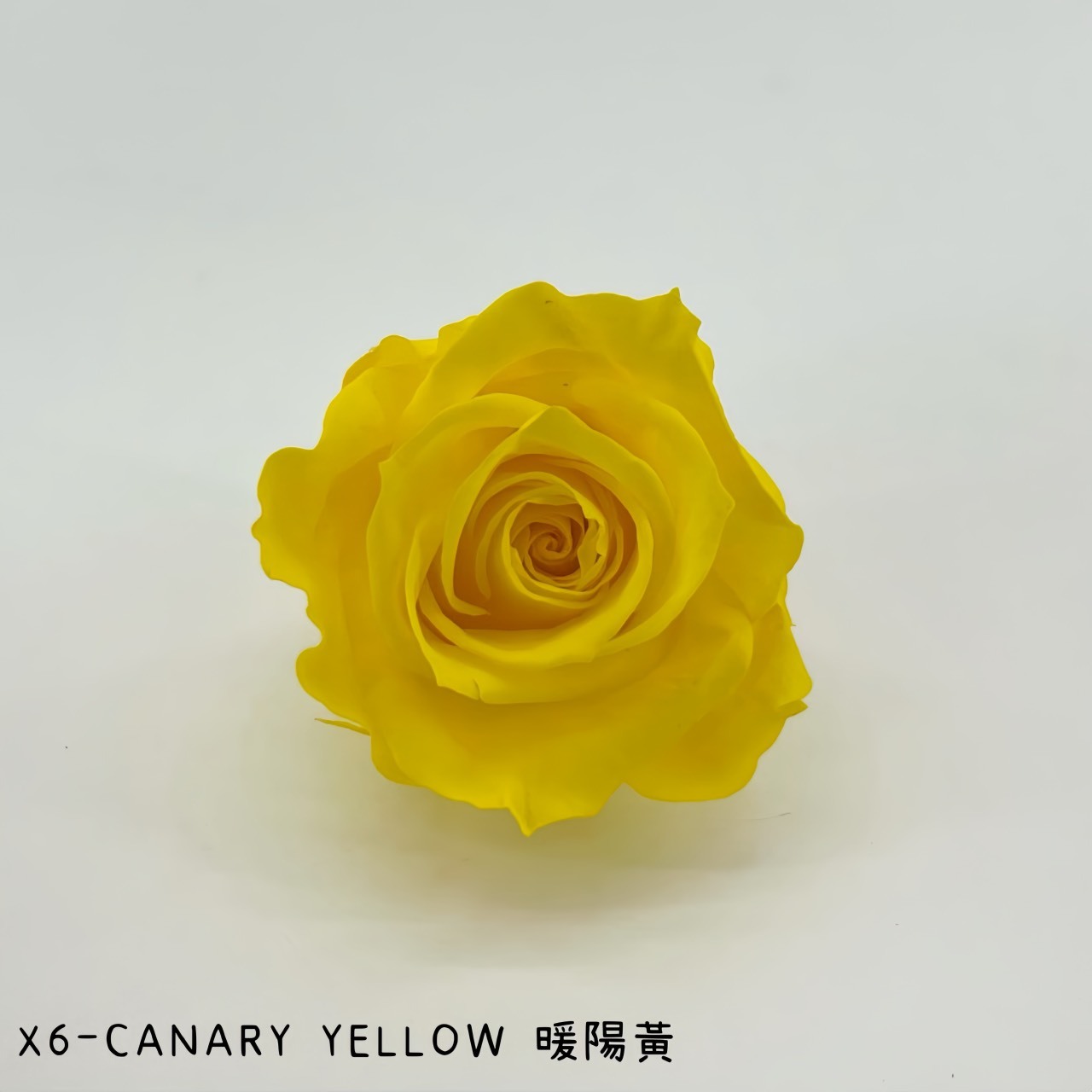 哥倫比亞 VERMEILLE-INES(X6朵) 暖陽黃