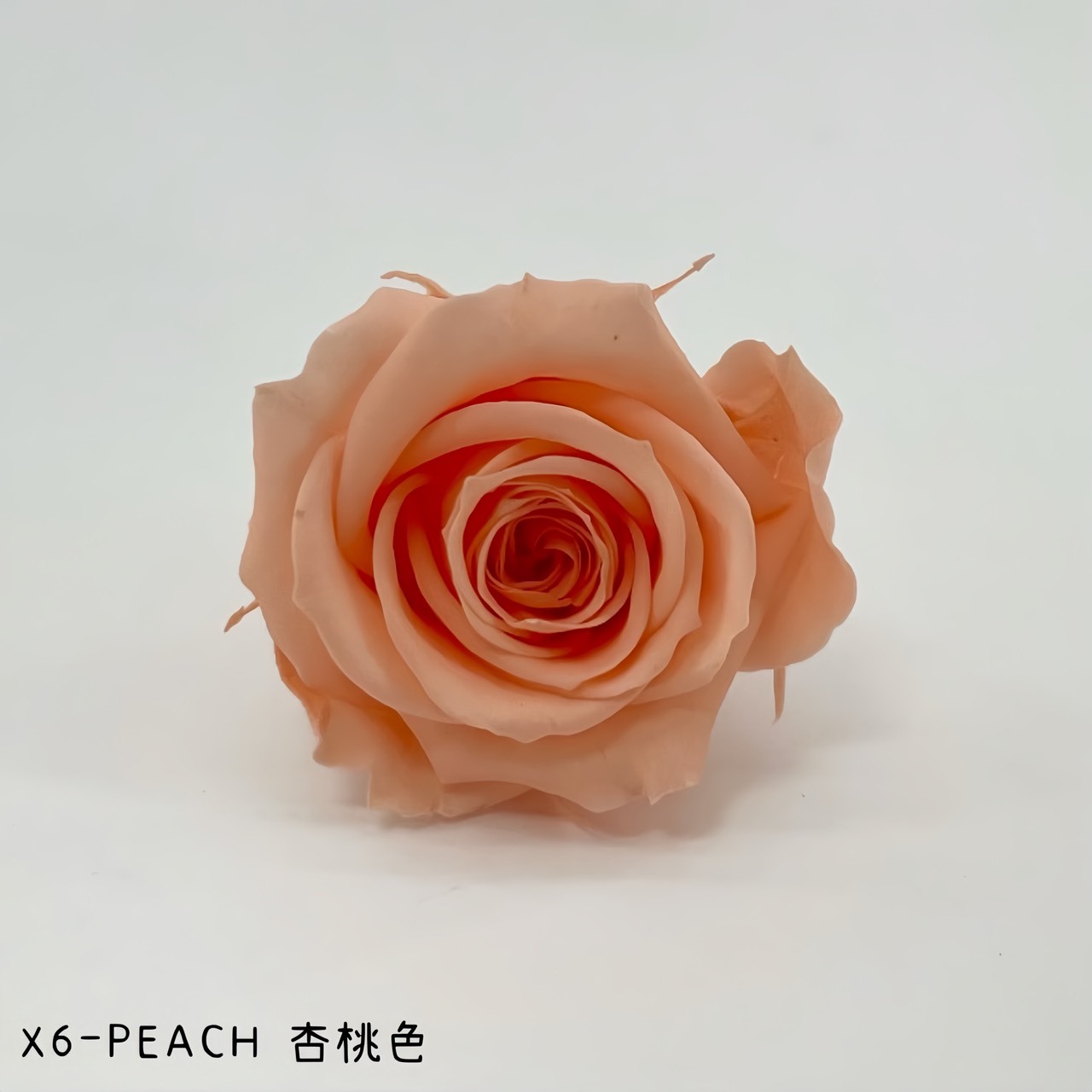 哥倫比亞 VERMEILLE-INES(X6朵) 杏桃色