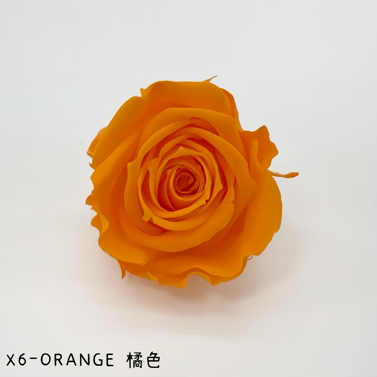 哥倫比亞 VERMEILLE-INES(X6朵) 橘色