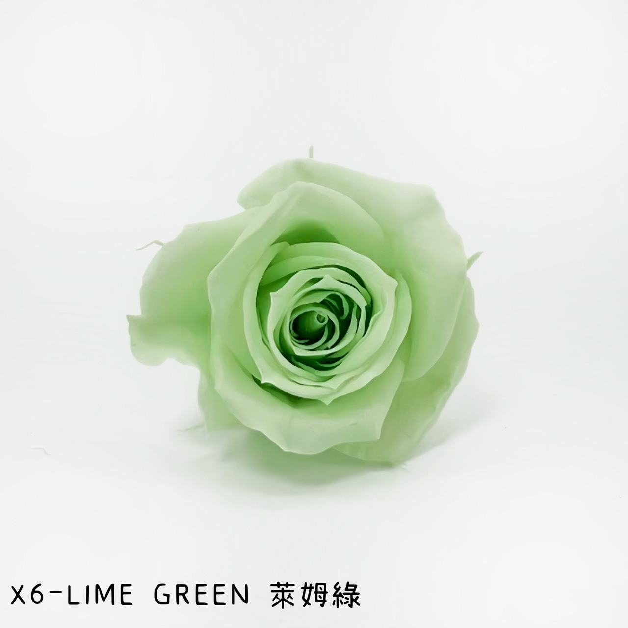 哥倫比亞 VERMEILLE-INES(X6朵) 萊姆綠