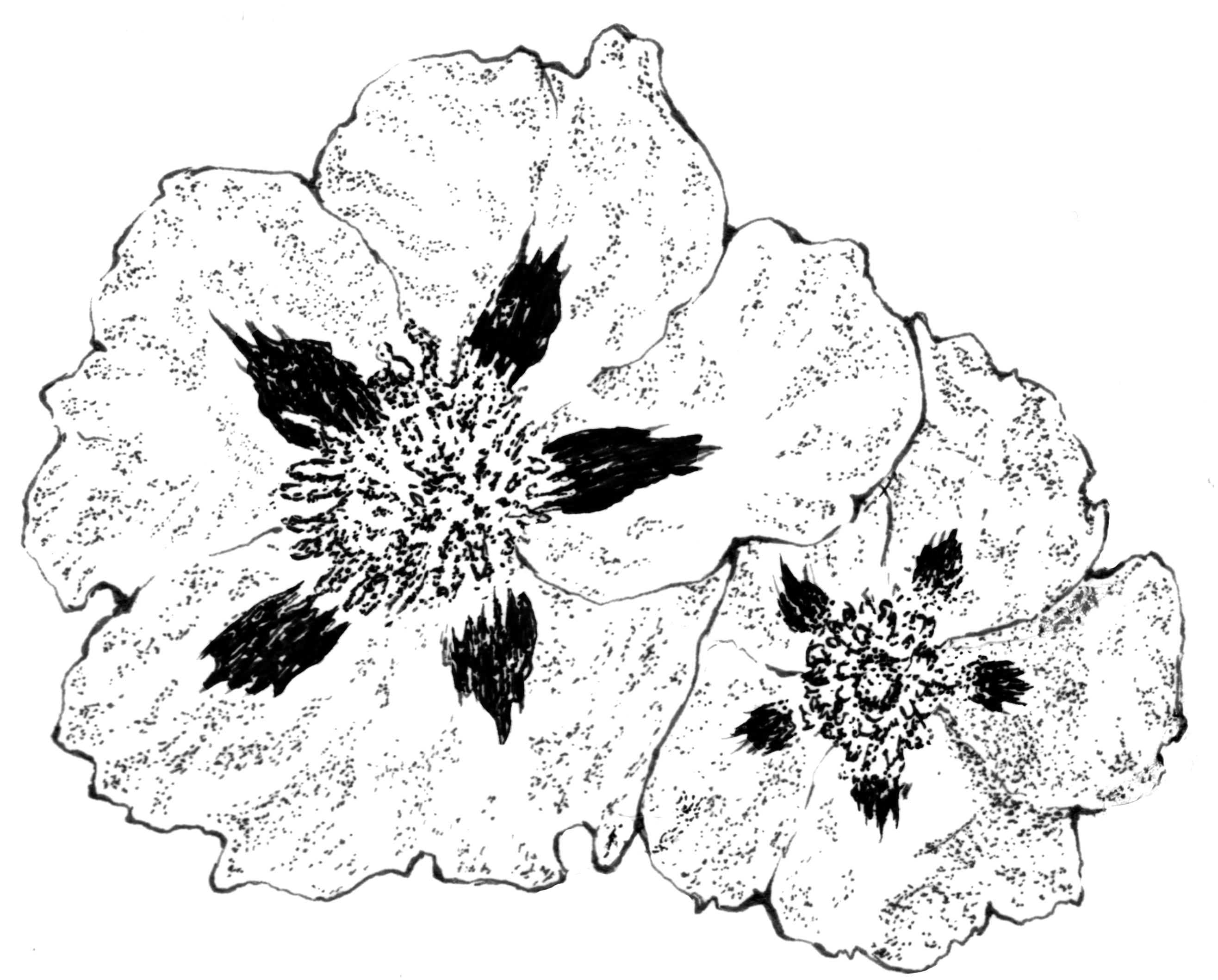 岩玫瑰純露