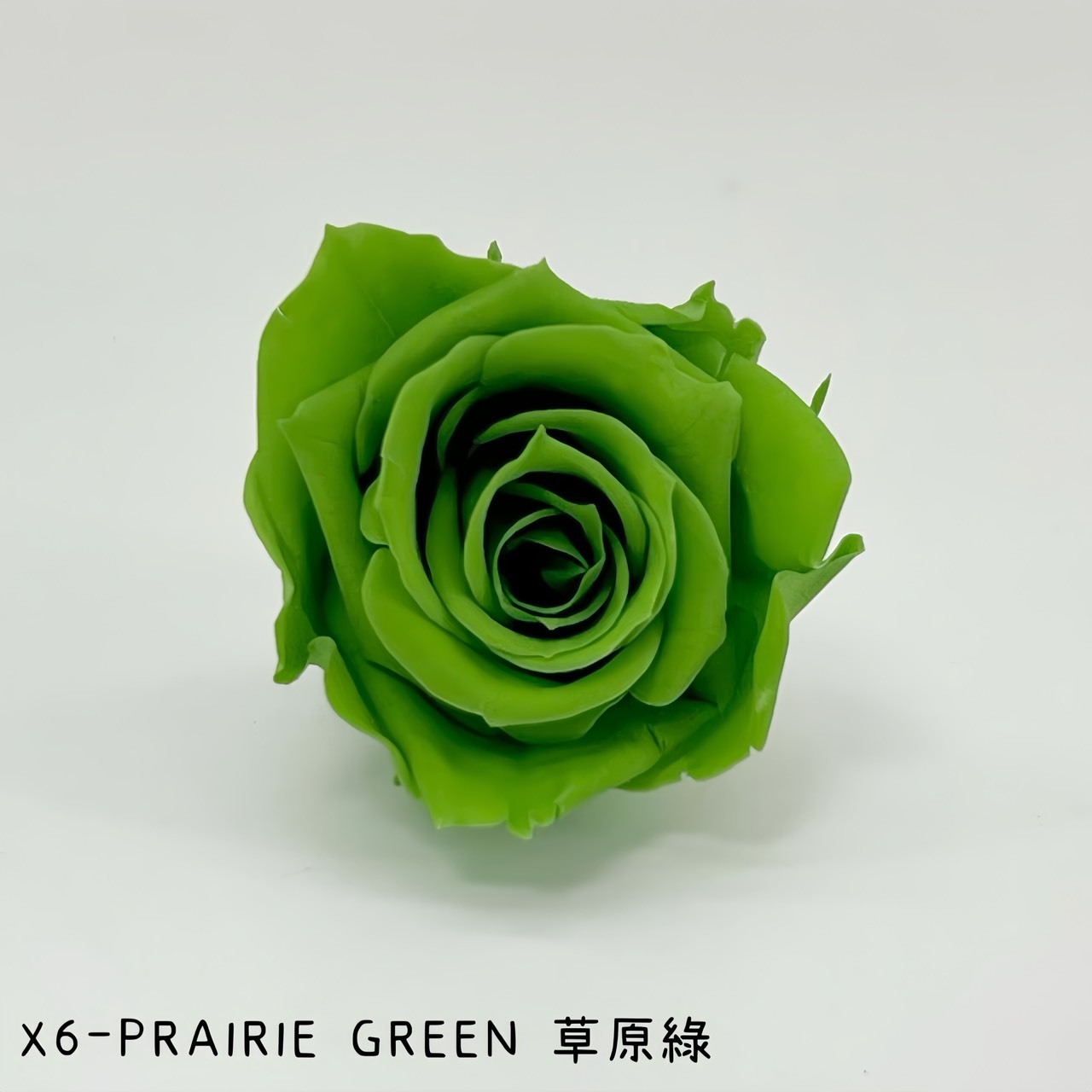 哥倫比亞 VERMEILLE-INES(X6朵) 草原綠