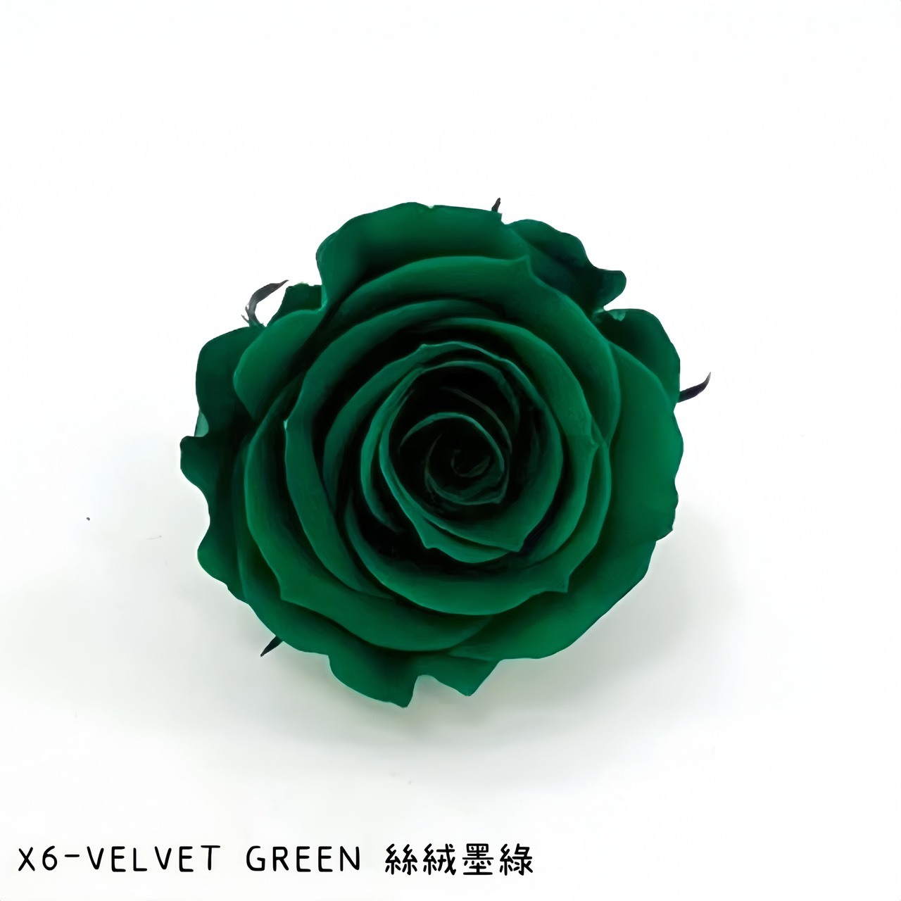 哥倫比亞 VERMEILLE-INES(X6朵) 絲絨墨綠