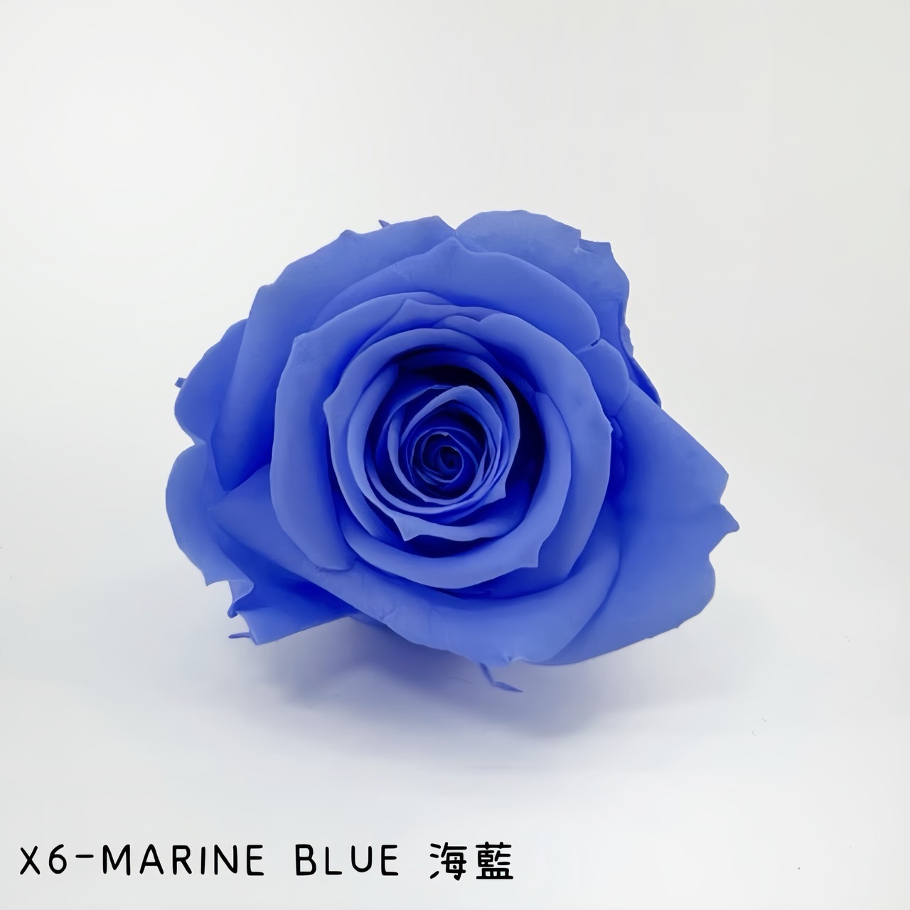 哥倫比亞 VERMEILLE-INES(X6朵) 海藍