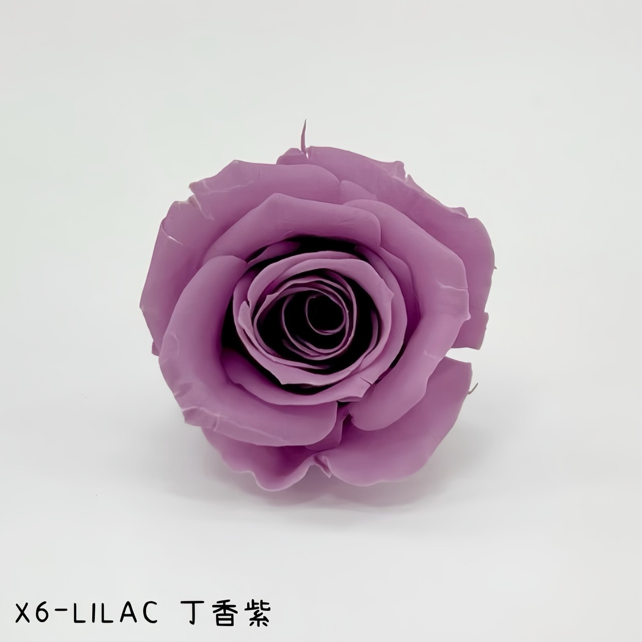哥倫比亞 VERMEILLE-INES(X6朵) 丁香紫