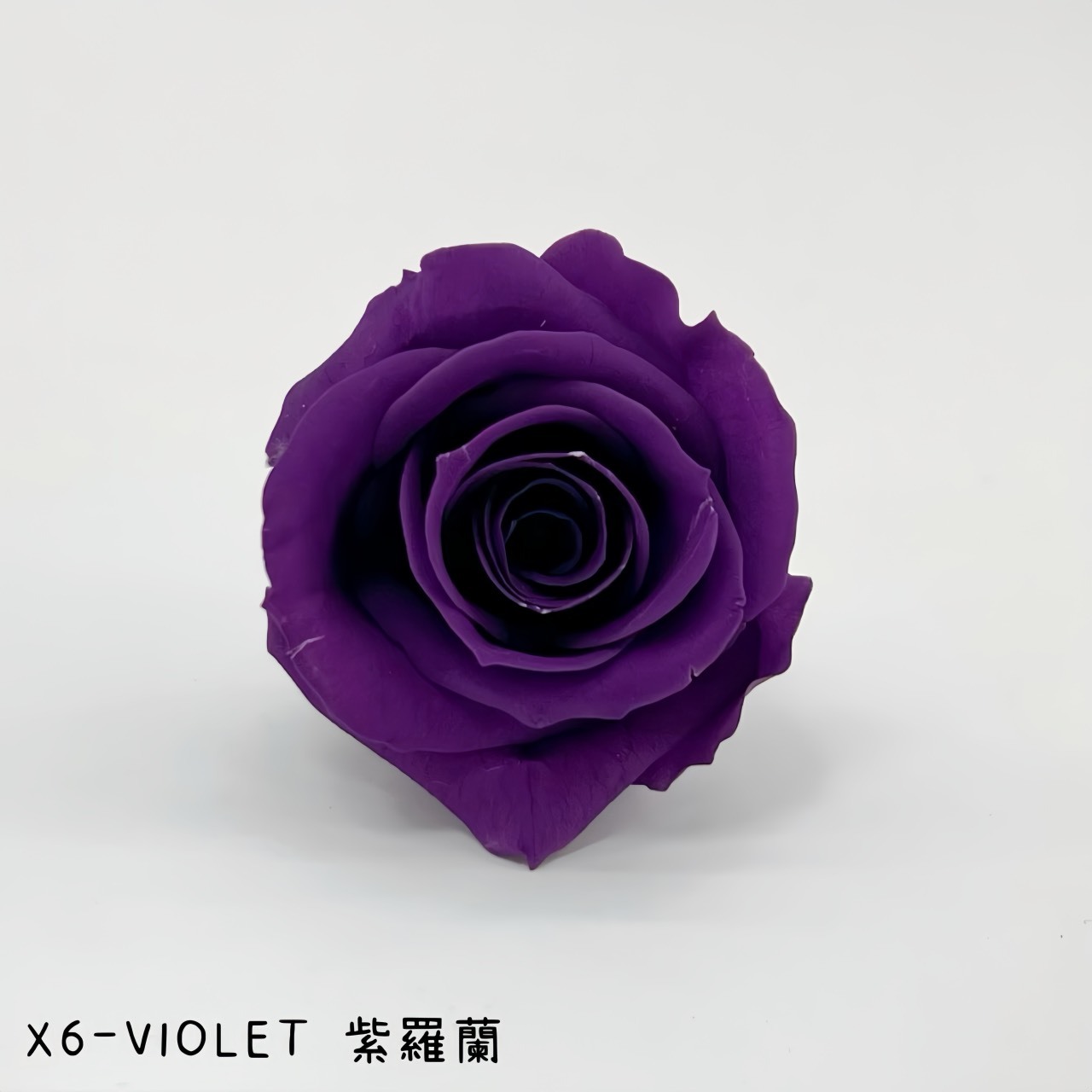 哥倫比亞 VERMEILLE-INES(X6朵) 紫羅蘭