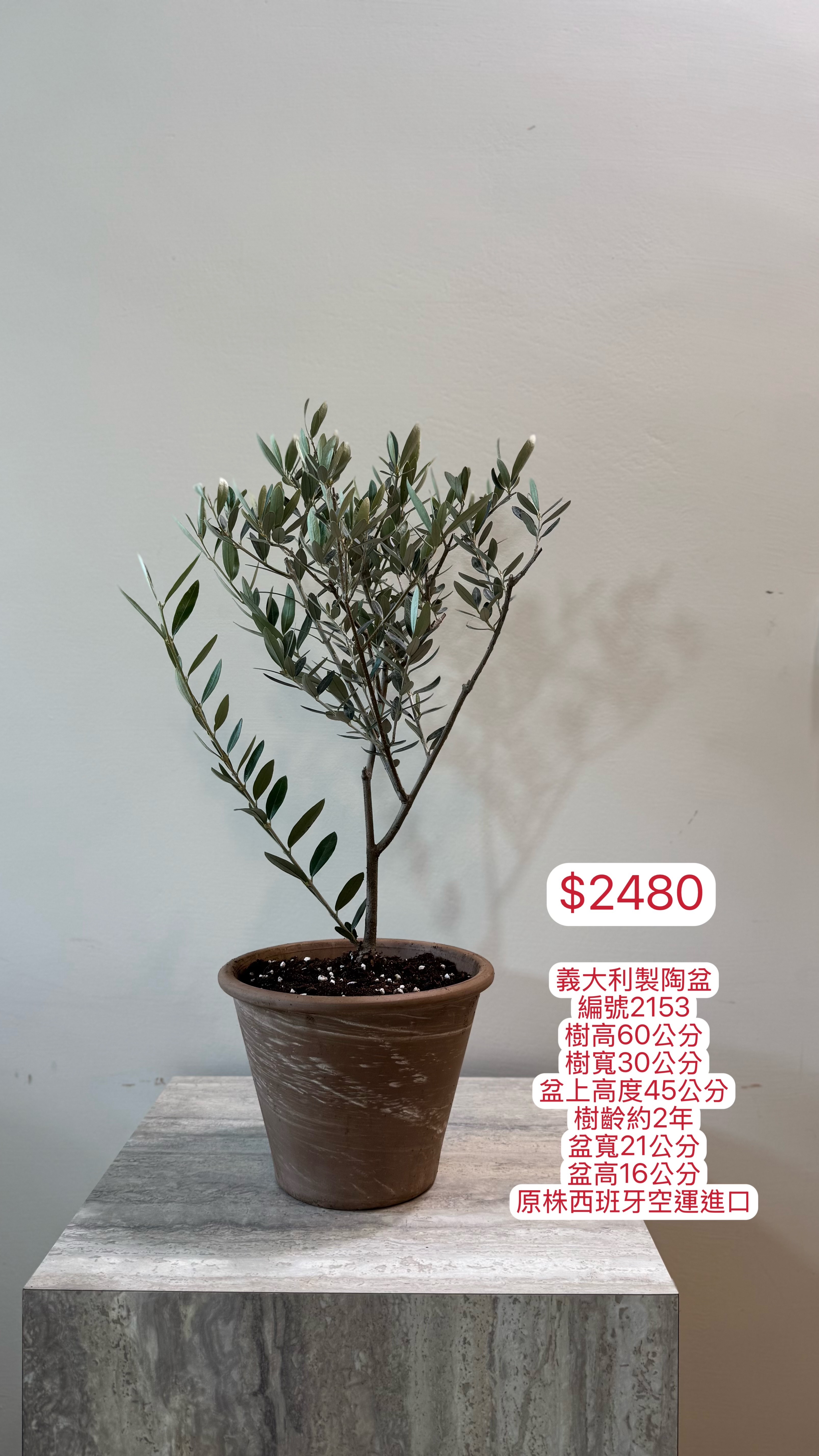 【橄享】 Olive tree 2年樹齡 義大利陶盆系列 桌上型小盆栽  西班牙進口銀葉油橄欖樹 橄欖樹 銀葉橄欖樹 開幕送禮
