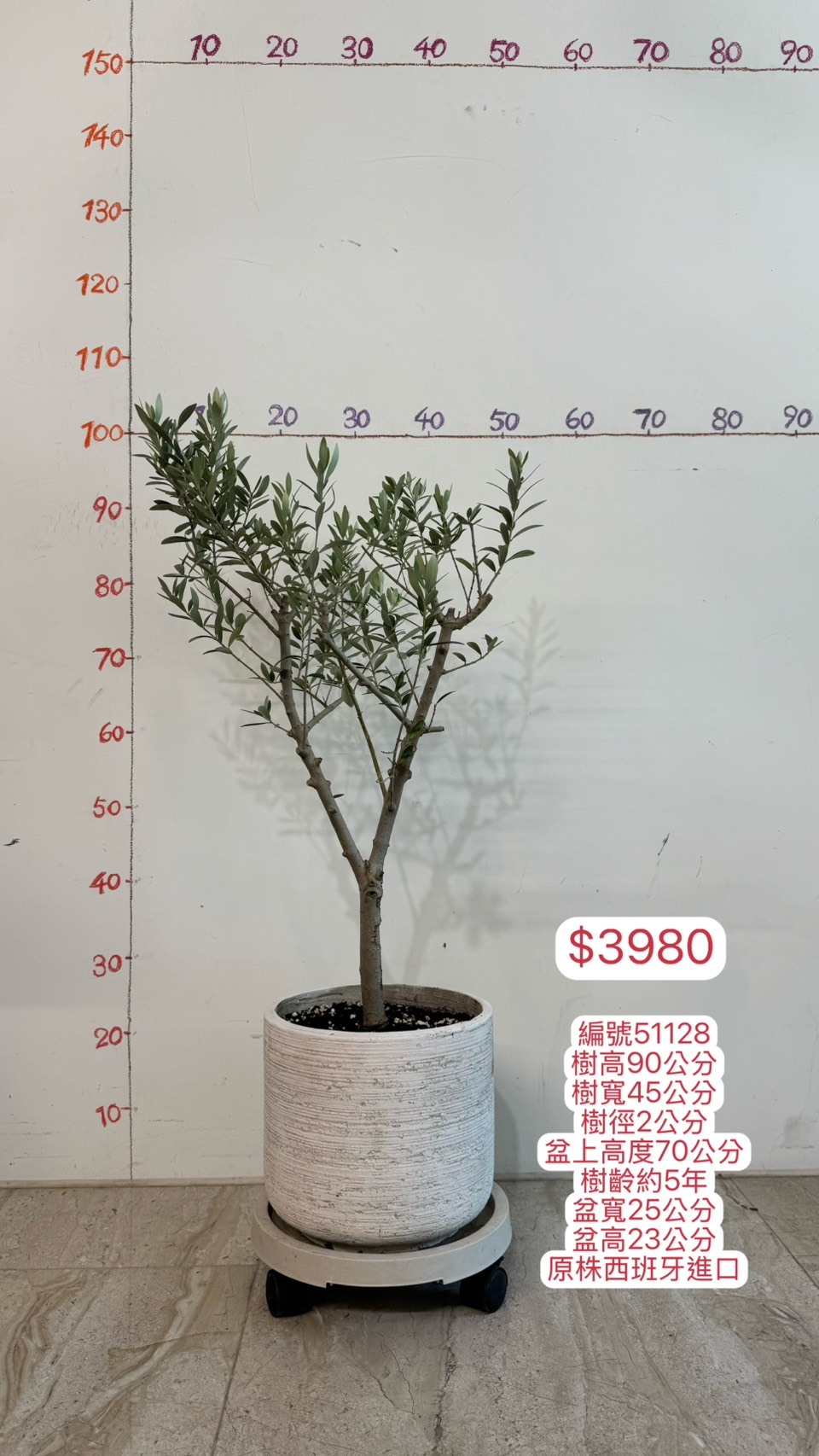 【橄享】 Olive tree 5年樹齡 輕質水泥盆 西班牙進口銀葉油橄欖樹 橄欖樹 銀葉橄欖樹 陽台植物 開幕送禮
