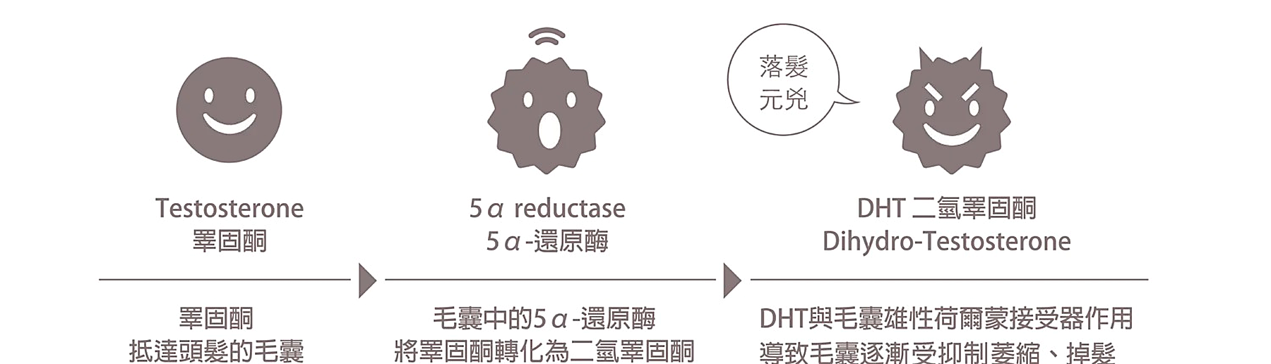 睪固酮轉化為二氫睪固酮 DHT 示意圖