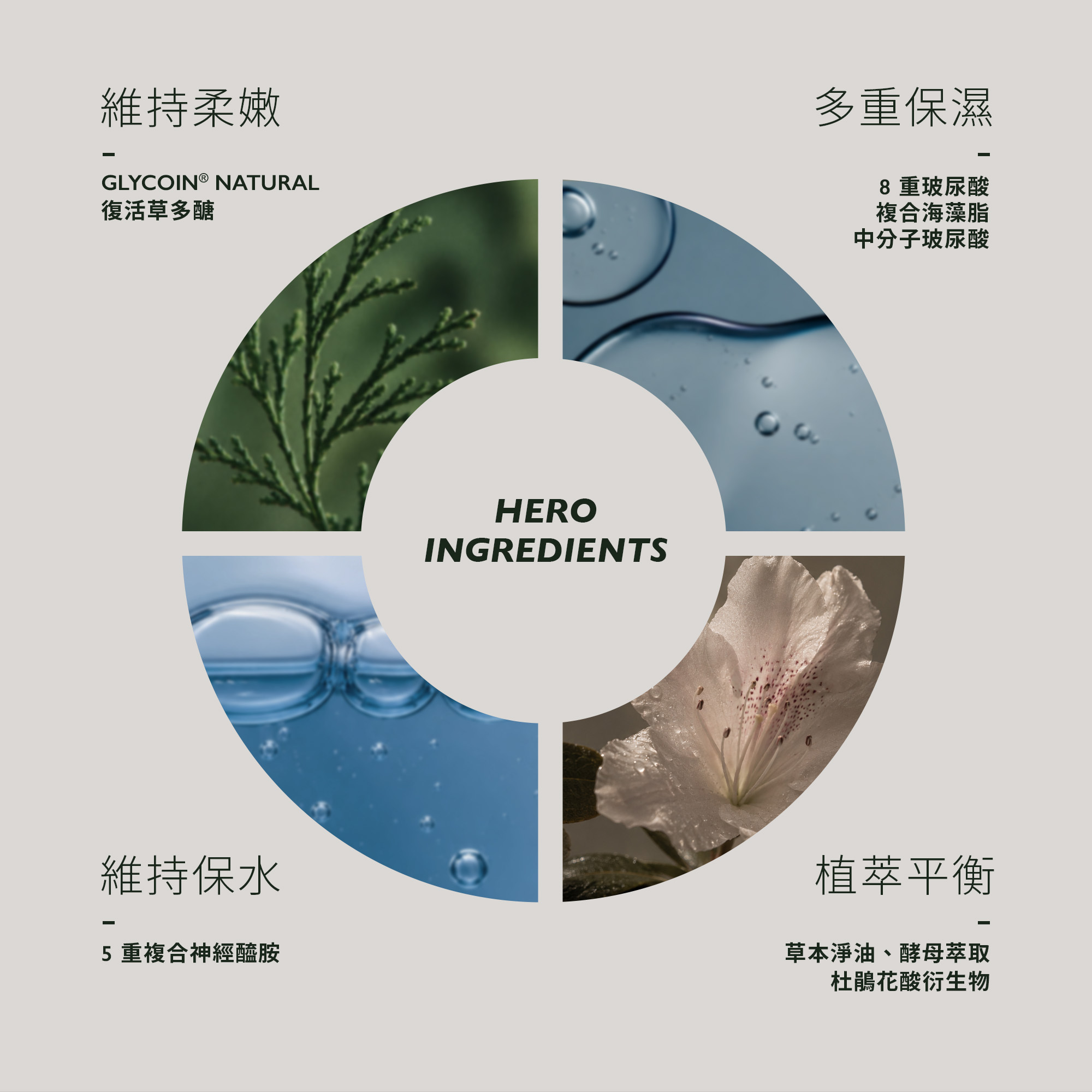 ELEVITA 極致活膚修護精華核心成分圖,包含復活草多醣、8重玻尿酸、複合海藻脂、5重神經醯胺與植萃調理成分