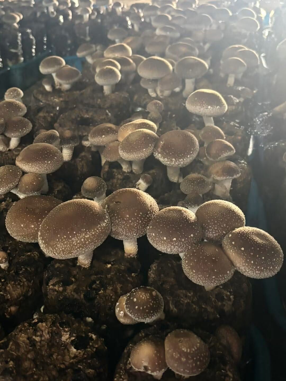 台灣黑早冬菇（大菇／小中菇）｜產銷履歷優質農產品