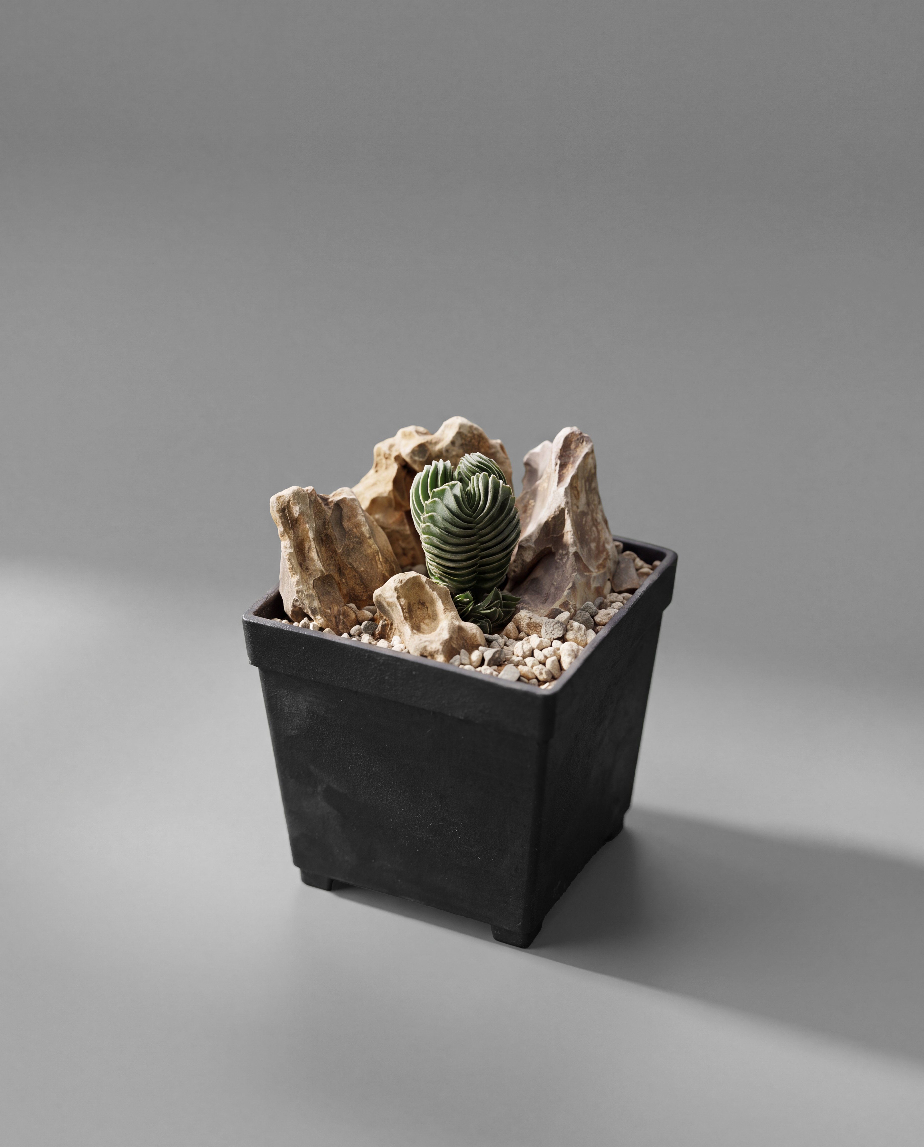 綠塔 — Crassula pyramidalis